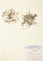 藏品(鹽角草)的圖片
